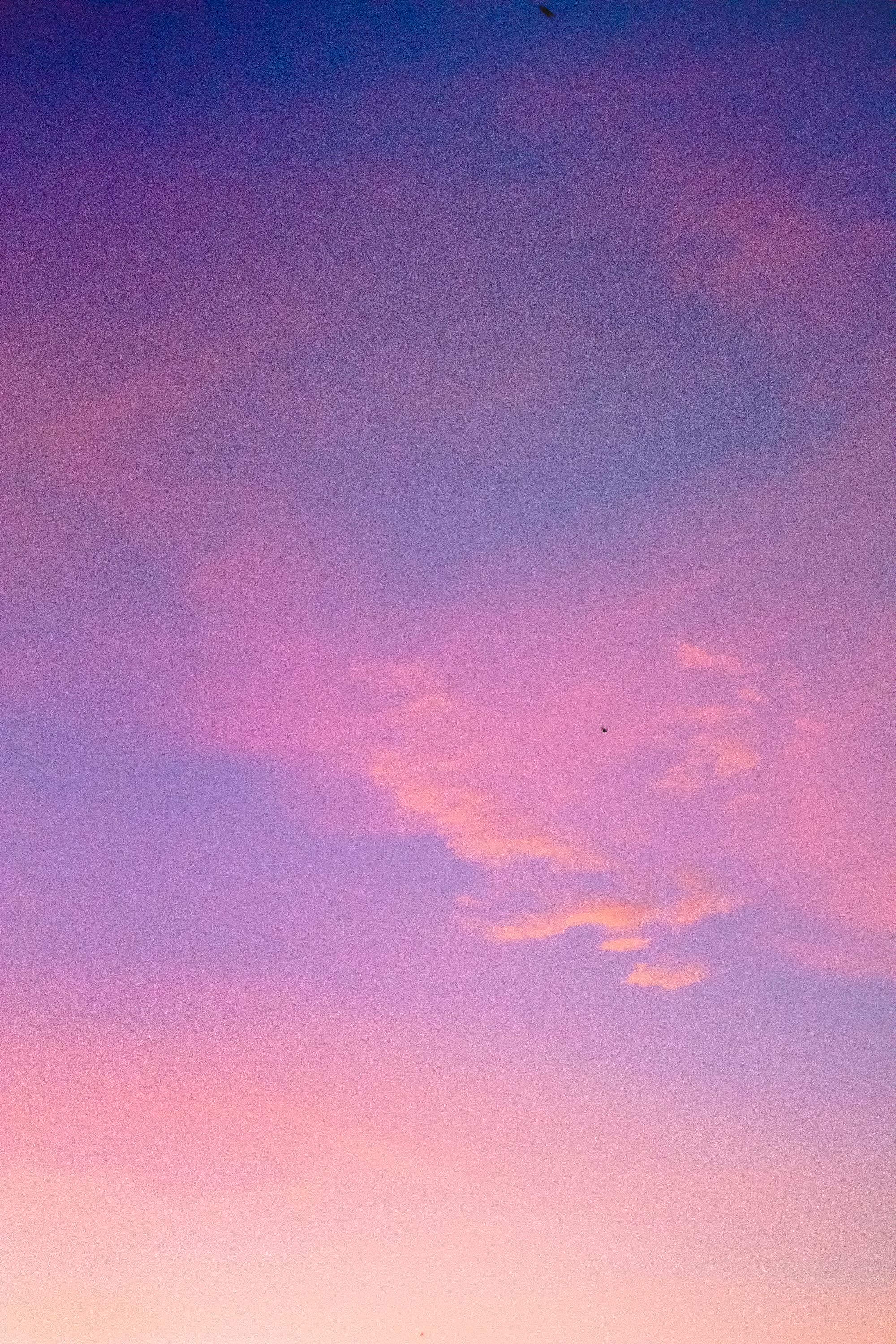 Purple and Pink Sky