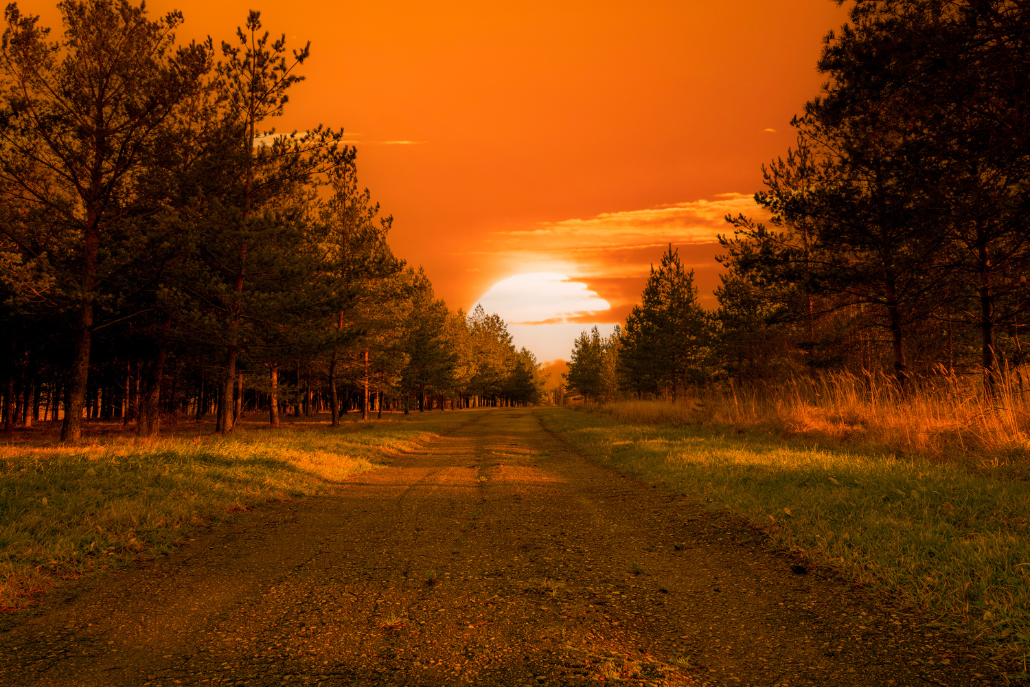 Forest with Country Road at Sunset